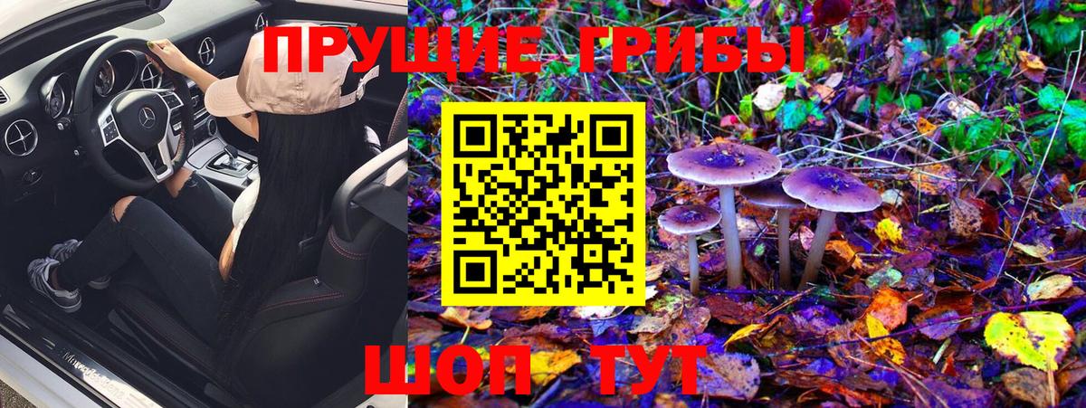 Псилоцибиновые грибы Psilocybe Пенза